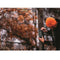 Rain or Shine: Are Trail Cameras Really Waterproof?