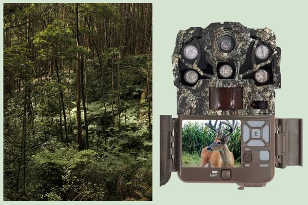 Trail Camera Photography Techniques