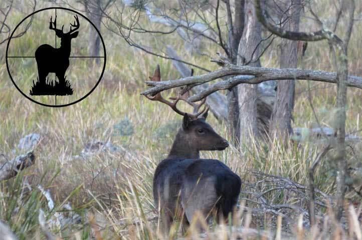What Can I Hunt in Australia ? A State-By-State Guide