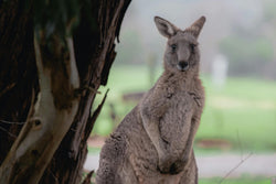 A Comprehensive Guide to Choosing the Right Trail Camera for Wildlife Monitoring