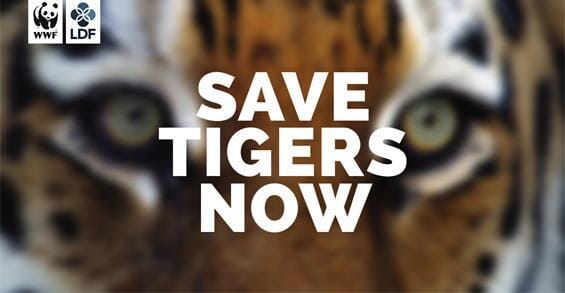 Partnership with WildTiger