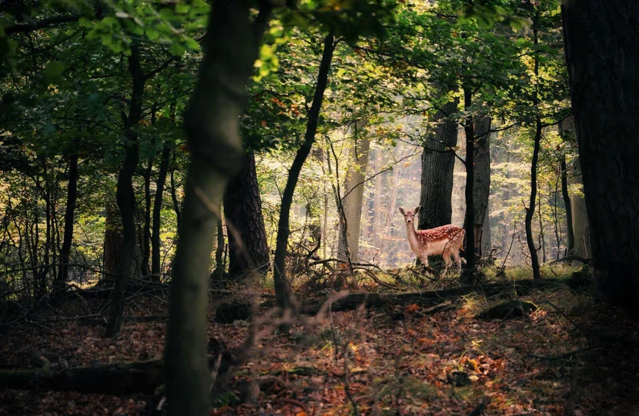 Your Ultimate Guide to Mounting Trail Cameras on Trees – Pro's Choice