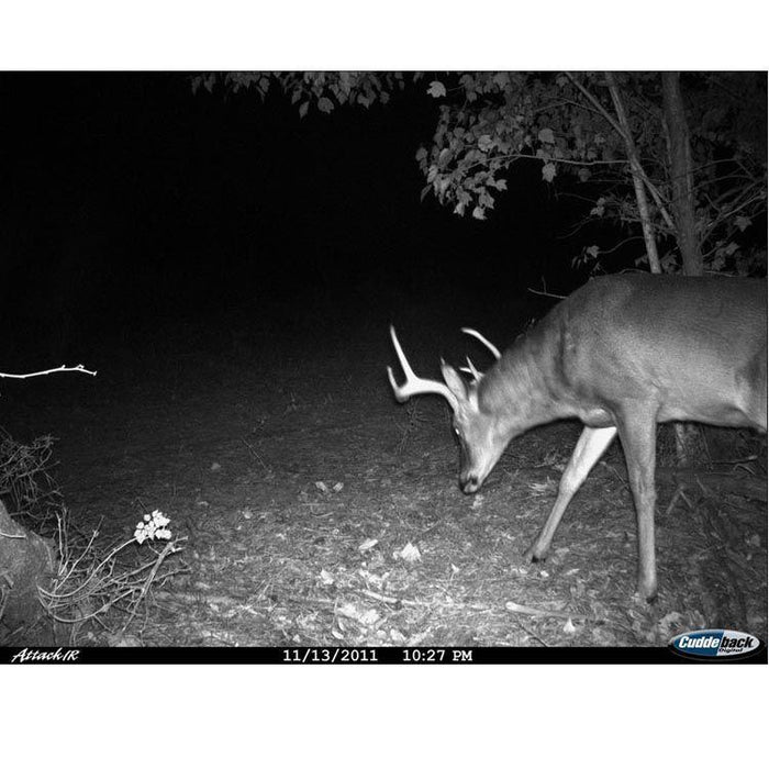 CuddeBack® Attack Black Flash Fastest Trigger time Black IR Zero Glow Camera Trail Cameras vendor-unknown 