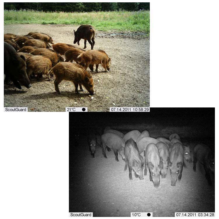 ScoutGuard MG882MK-8mHD Black IR GPRS MMS SMS Trail Hunting Camera Wildlife Cam vendor-unknown 