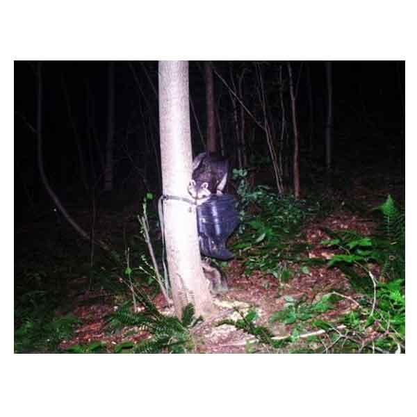 ScoutGuard SG565 Professional No Motion Blur Night Color Camera Trail Cameras vendor-unknown 
